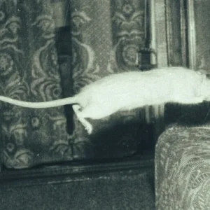 1994 yılında Smena-8M ile çekilen zıplayan bir sıçanın fotoğrafı
