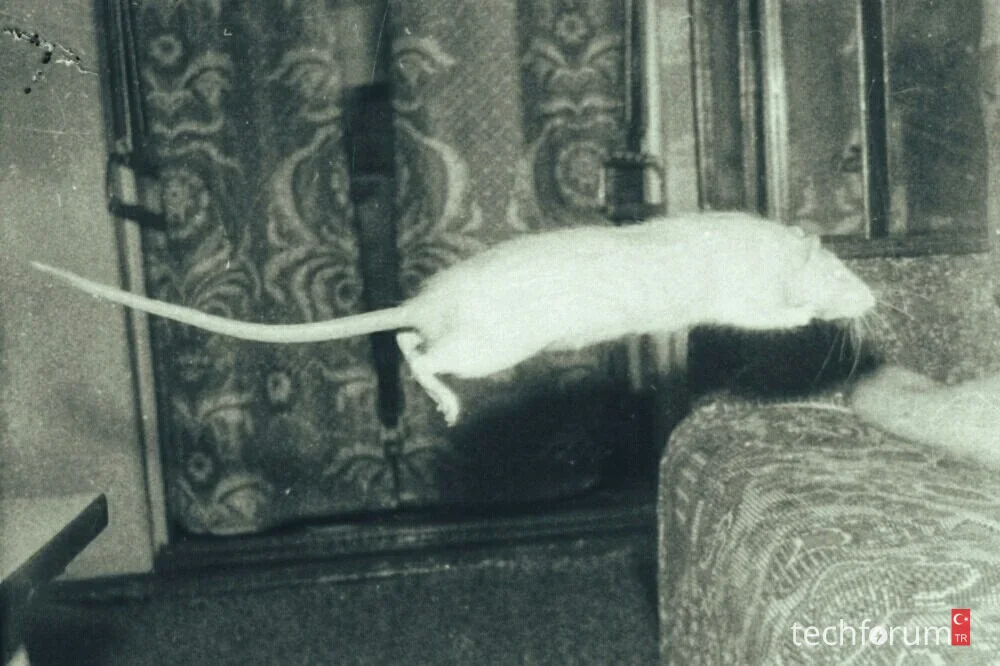 1994 yılında Smena-8M ile çekilen zıplayan bir sıçanın fotoğrafı